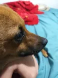 Pitt