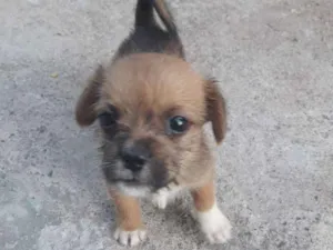 Cachorro raça Mestiço shitso idade Abaixo de 2 meses nome Panda e Urso