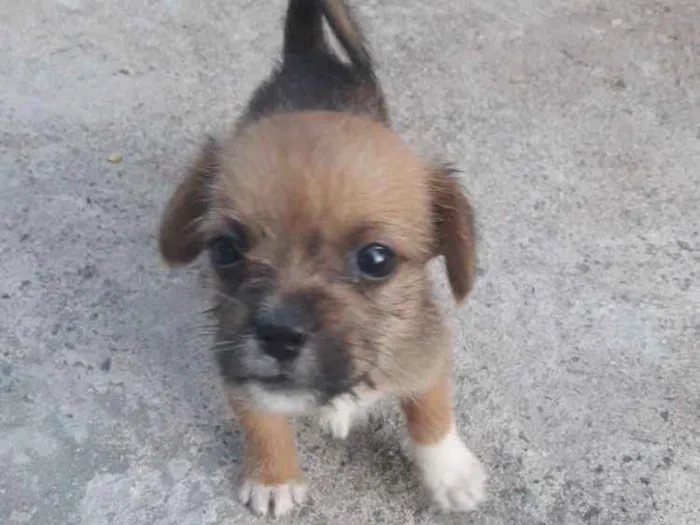 Cachorro ra a Mestiço shitso idade Abaixo de 2 meses nome Panda e Urso