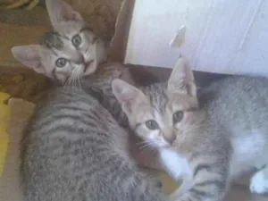 Gato raça Vira lata idade Abaixo de 2 meses nome Nao tem