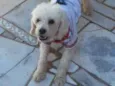 Bob 