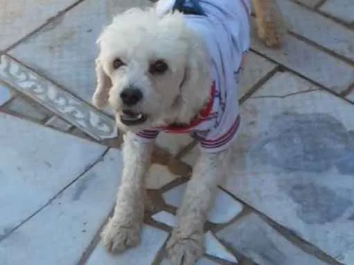 Cachorro ra a Poodle  idade 2 anos nome Bob 