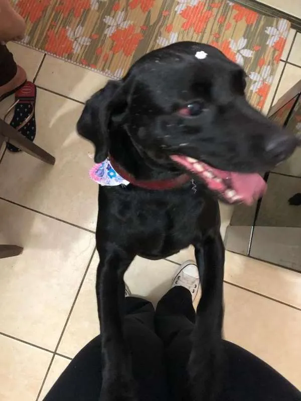 Cachorro ra a SRD idade 2 anos nome Neguinha