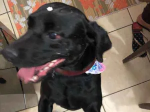 Cachorro raça SRD idade 2 anos nome Neguinha