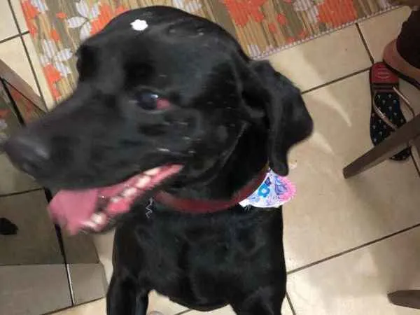 Cachorro ra a SRD idade 2 anos nome Neguinha