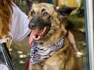 Cachorro raça SRD idade 2 anos nome Nala