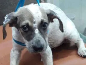 Cachorro raça SRD idade 2 a 6 meses nome Jade 