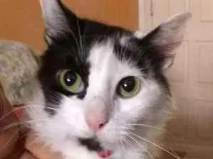 Cachorro raça vira-lata idade 3 anos nome Lilica