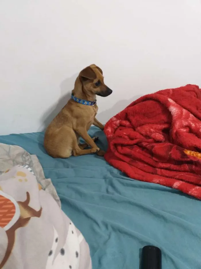 Cachorro ra a Indefinida idade 2 anos nome Pitt