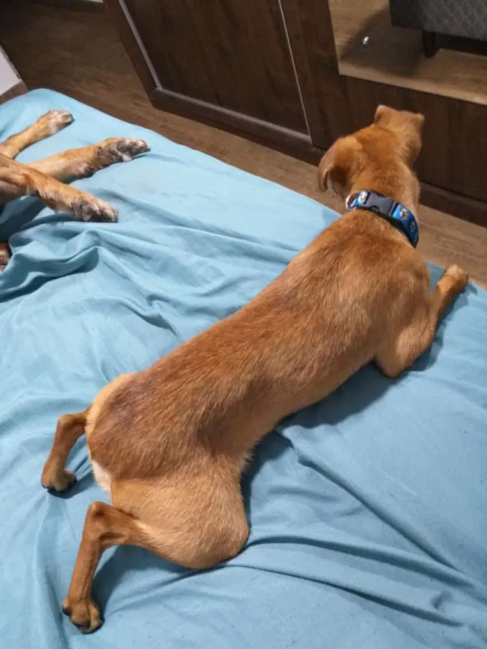 Cachorro ra a Indefinida idade 2 anos nome Pitt