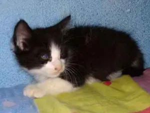 Gato raça SRD idade Abaixo de 2 meses nome Gatinhos
