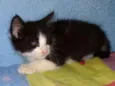 Gatinhos