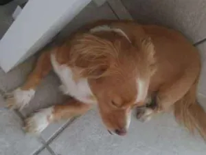 Cachorro raça Indefinida idade 4 anos nome Bebê