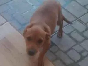 Cachorro raça Salsichinha idade 2 a 6 meses nome Pingo