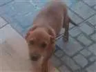 Cachorro raça Salsichinha idade 2 a 6 meses nome Pingo