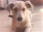 Cachorro raça Vira-lata idade 2 a 6 meses nome Sarah