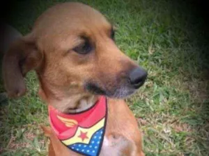 Cachorro raça SRD idade 3 anos nome Amy