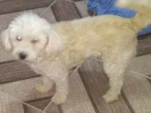 Cachorro raça Poodle idade 4 anos nome Poodle 
