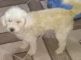 Poodle