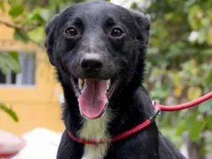 Cachorro raça SRD idade 1 ano nome Jack
