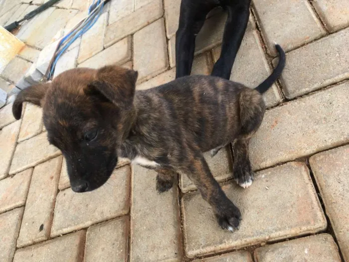 Cachorro raça Indefinida idade Abaixo de 2 meses nome Tigrados
