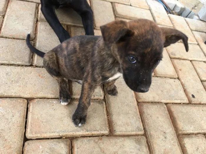 Cachorro raça Indefinida idade Abaixo de 2 meses nome Tigrados