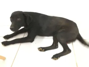 Cachorro raça indefinida idade 2 anos nome Black Friday