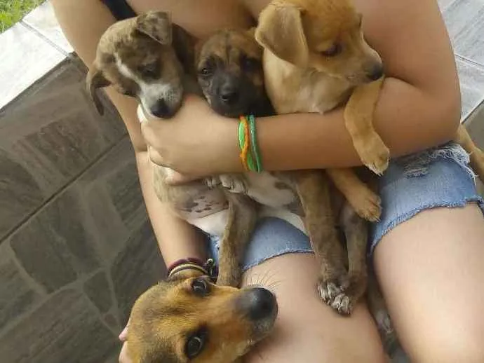 Cachorro ra a Desconheço idade 2 a 6 meses nome Sem