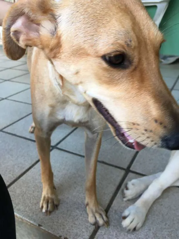 Cachorro raça Indefinida idade 2 anos nome Maria do Socorro