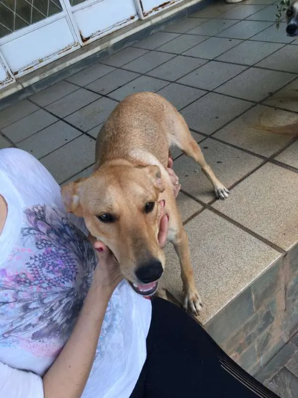 Cachorro raça Indefinida idade 2 anos nome Maria do Socorro