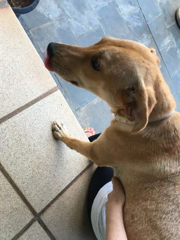 Cachorro raça Indefinida idade 2 anos nome Maria do Socorro