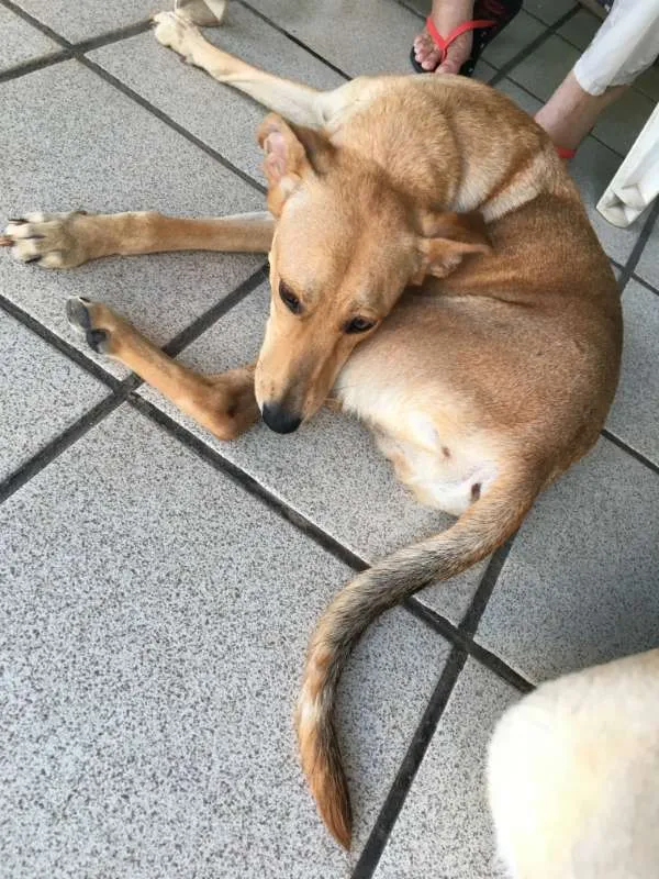 Cachorro raça Indefinida idade 2 anos nome Maria do Socorro