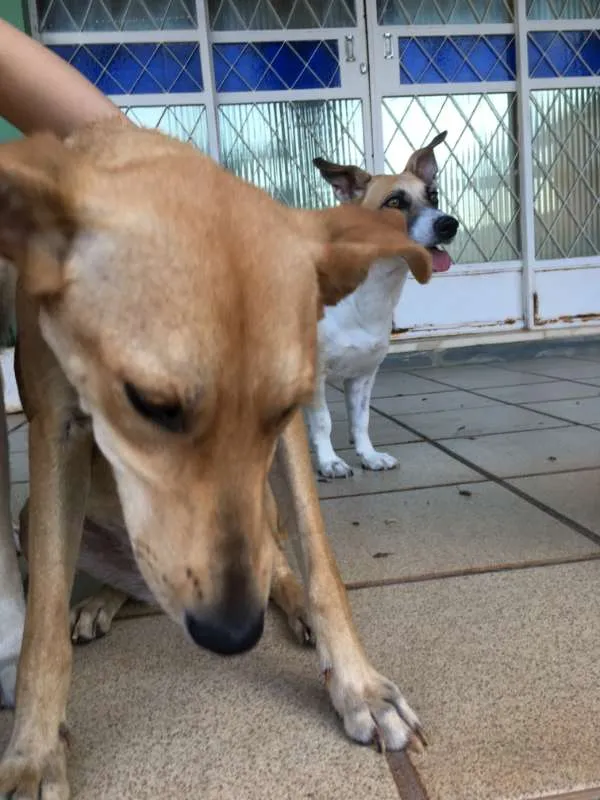 Cachorro raça Indefinida idade 2 anos nome Maria do Socorro