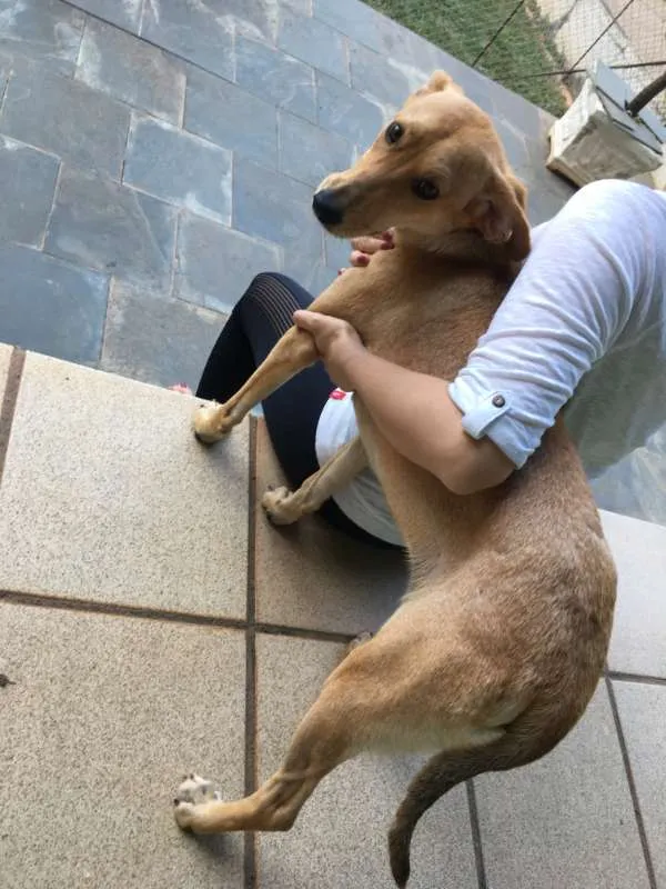 Cachorro raça Indefinida idade 2 anos nome Maria do Socorro