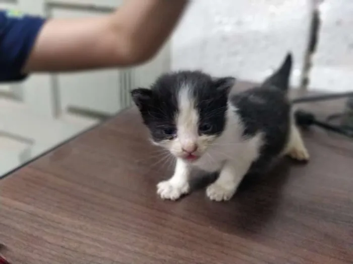 Gato ra a  idade Abaixo de 2 meses nome Pérolas