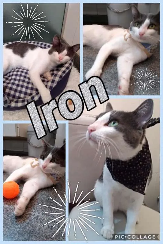 Gato ra a SRD idade 1 ano nome IRON
