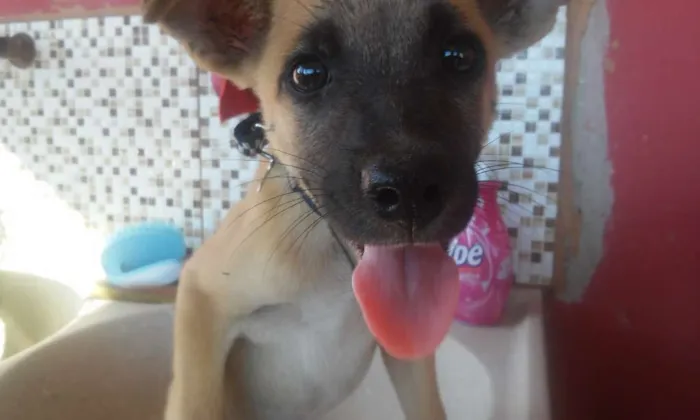 Cachorro raça Vira lata idade 2 a 6 meses nome Pipoquinha