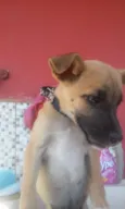 Pipoquinha