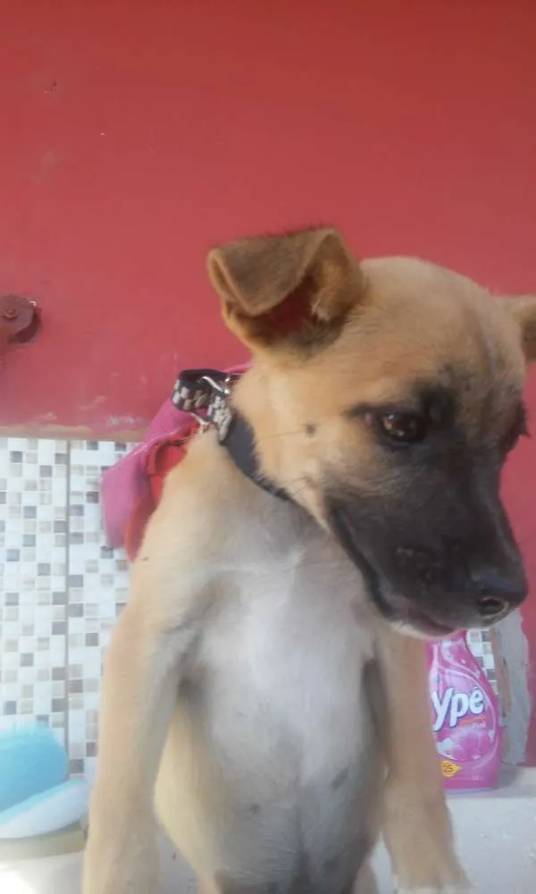 Cachorro raça Vira lata idade 2 a 6 meses nome Pipoquinha