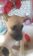 Pipoquinha