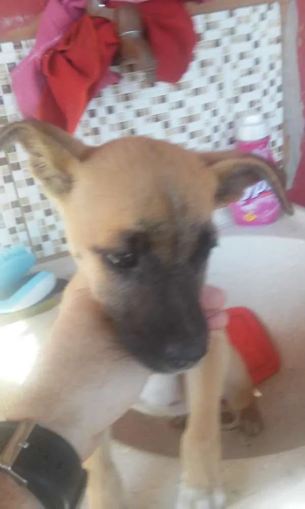 Cachorro raça Vira lata idade 2 a 6 meses nome Pipoquinha