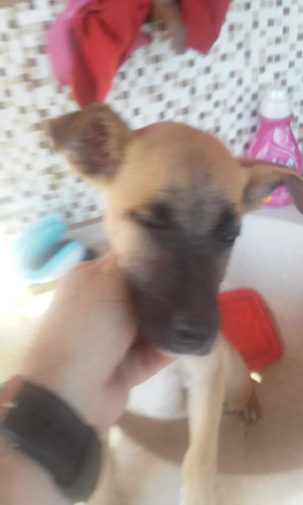 Cachorro raça Vira lata idade 2 a 6 meses nome Pipoquinha