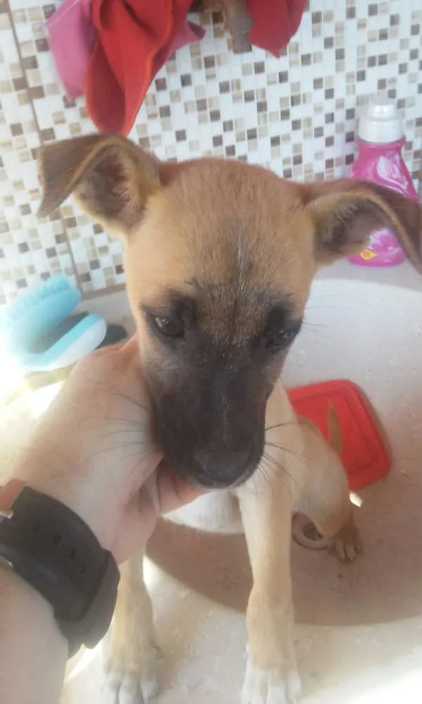 Cachorro raça Vira lata idade 2 a 6 meses nome Pipoquinha