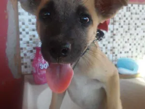 Cachorro raça Vira lata idade 2 a 6 meses nome Pipoquinha