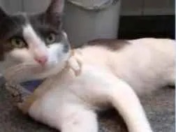 Gato raça SRD idade 1 ano nome IRON