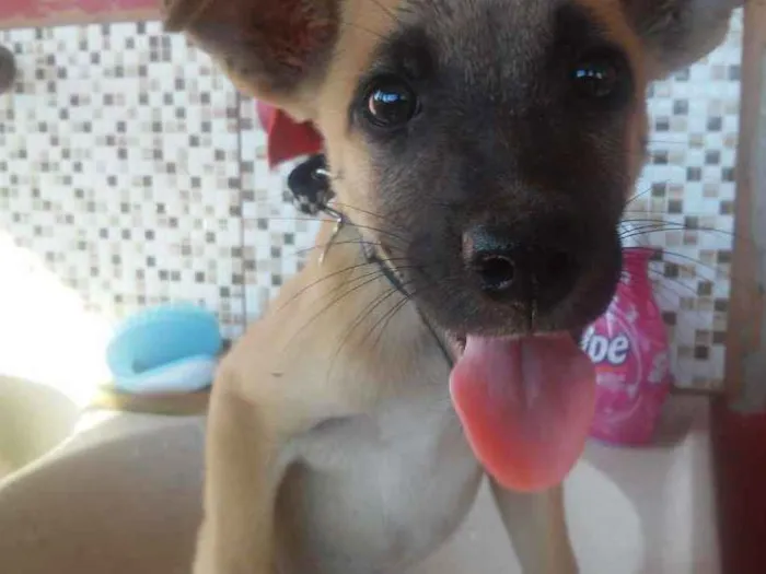 Cachorro raça Vira lata idade 2 a 6 meses nome Pipoquinha