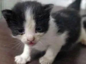 Gato raça  idade Abaixo de 2 meses nome Pérolas