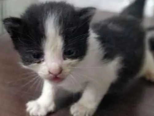 Gato ra a  idade Abaixo de 2 meses nome Pérolas