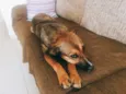 Kiara