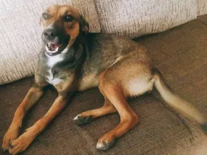 Cachorro raça SRD idade 7 a 11 meses nome Kiara